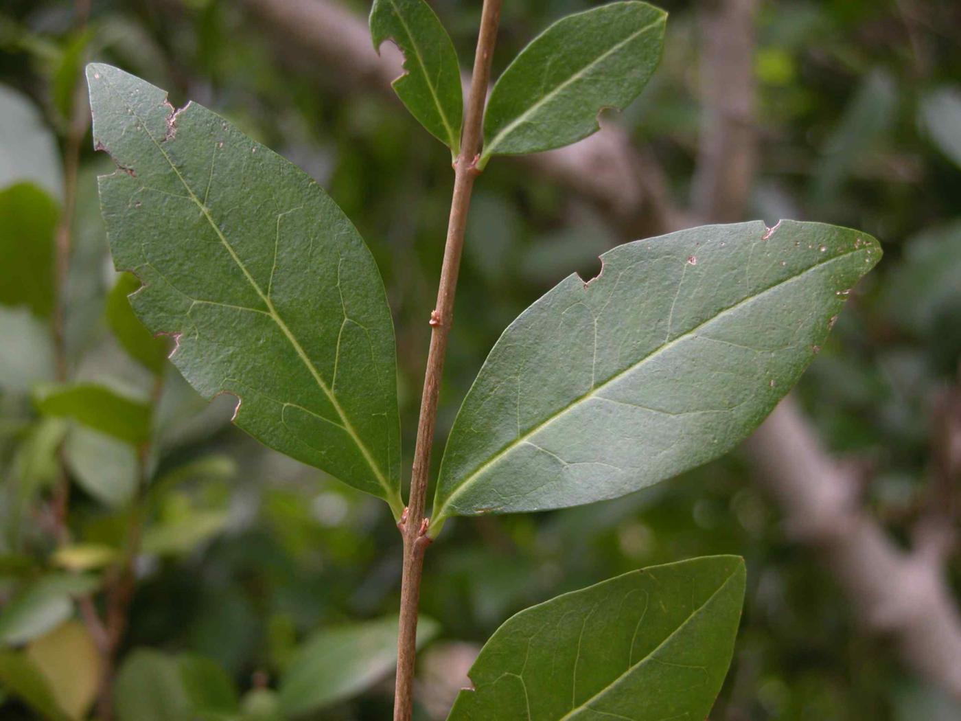 Privet, Broad-leaved leaf